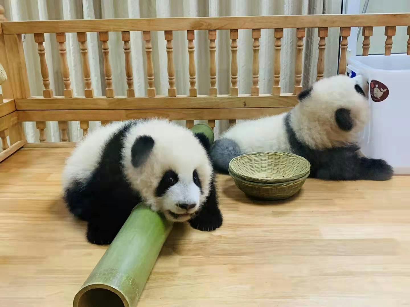 Ganztägige private Tour Panda-Reise und maßgeschneiderte Stadtrundfahrt
