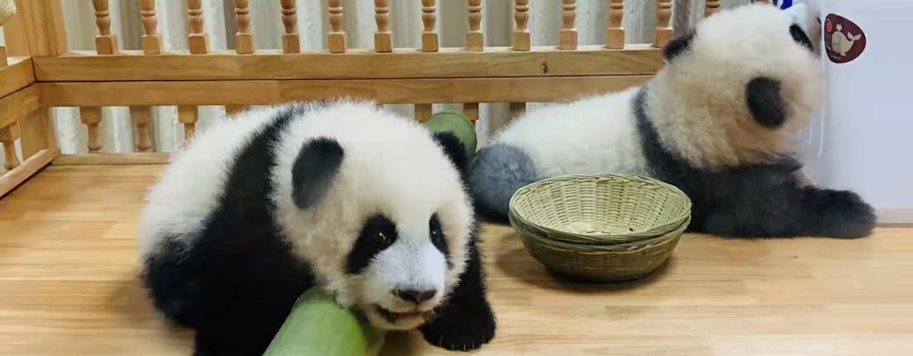 Privétour van een hele dag Panda-trip en stadsbezichtigingen op maat
