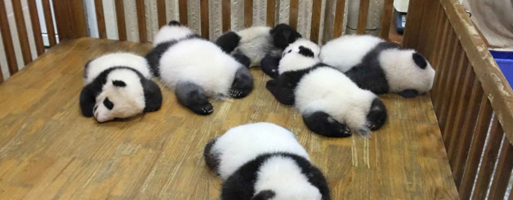 Visite privée d'une demi-journée incroyable voyage à la base de Panda