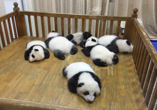 Halve dag privétour geweldige Panda Base-reis