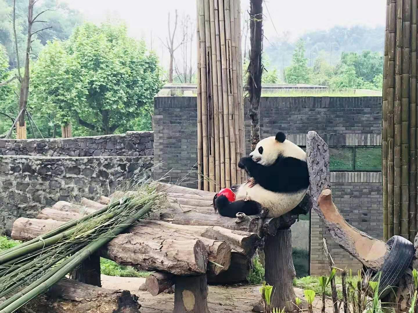 Tour privato di un'intera giornata della città natale di Panda e della montagna taoista