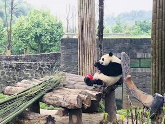 Visite privée d’une journée complète de la ville natale de Panda et de la montagne taoïste