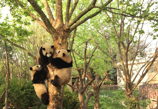 Full day private tour Giant Panda Base and city highlights