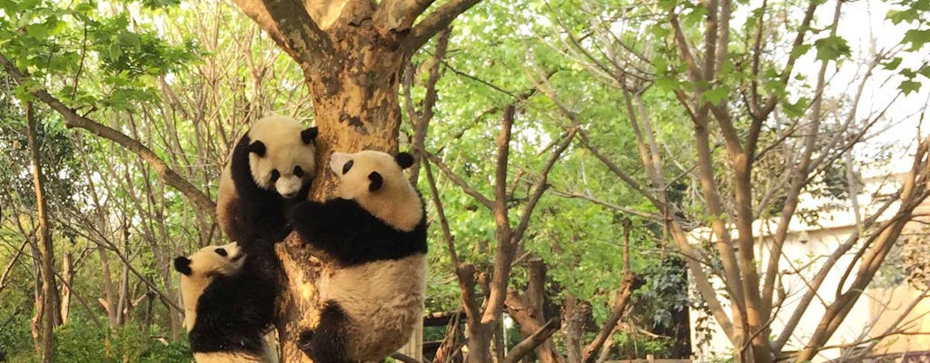 Ganztägige private Tour Giant Panda Base und Highlights der Stadt