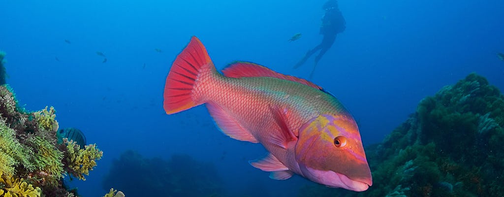 Lanzarote - Advanced Open Water mit Native Diving