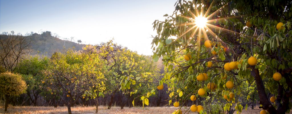 Fietstocht naar de citrusboomgaarden en landelijke boerderijen van Ciaculli vanuit Palermo