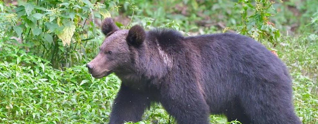 Experiência de observação do urso pardo em pequenos grupos em Brasov