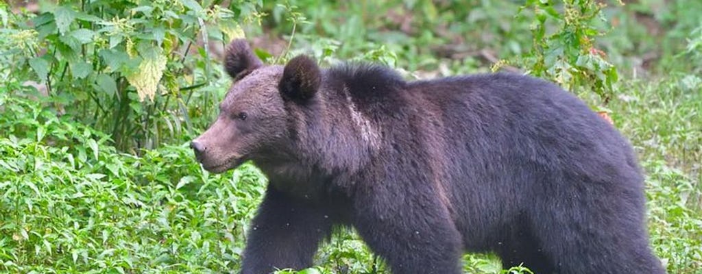 Esperienza di osservazione dell'orso bruno per piccoli gruppi da Brasov