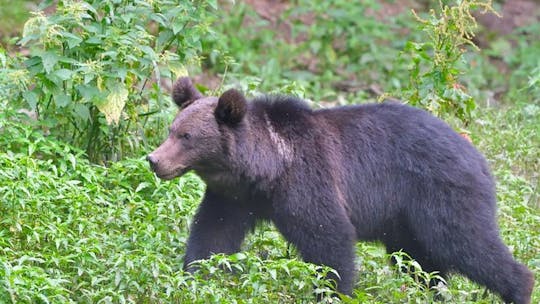 Experiência de observação do urso pardo em pequenos grupos em Brasov