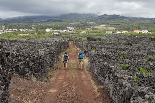 Hiking Tour to the Vinhas da Criação Velha Trail from Madalena