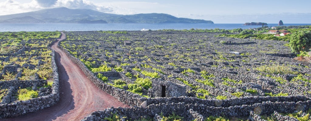 Percurso pedestre com almoço e prova de vinhos na Ilha do Pico