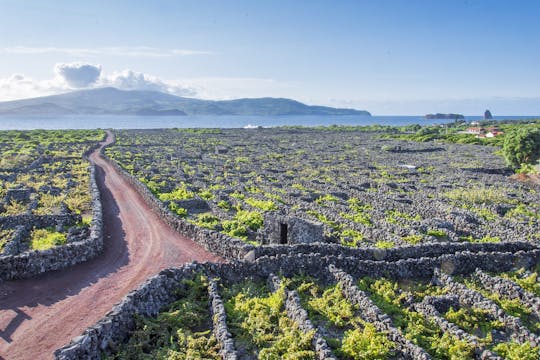 Escursione con pranzo e degustazione di vini all'isola di Pico