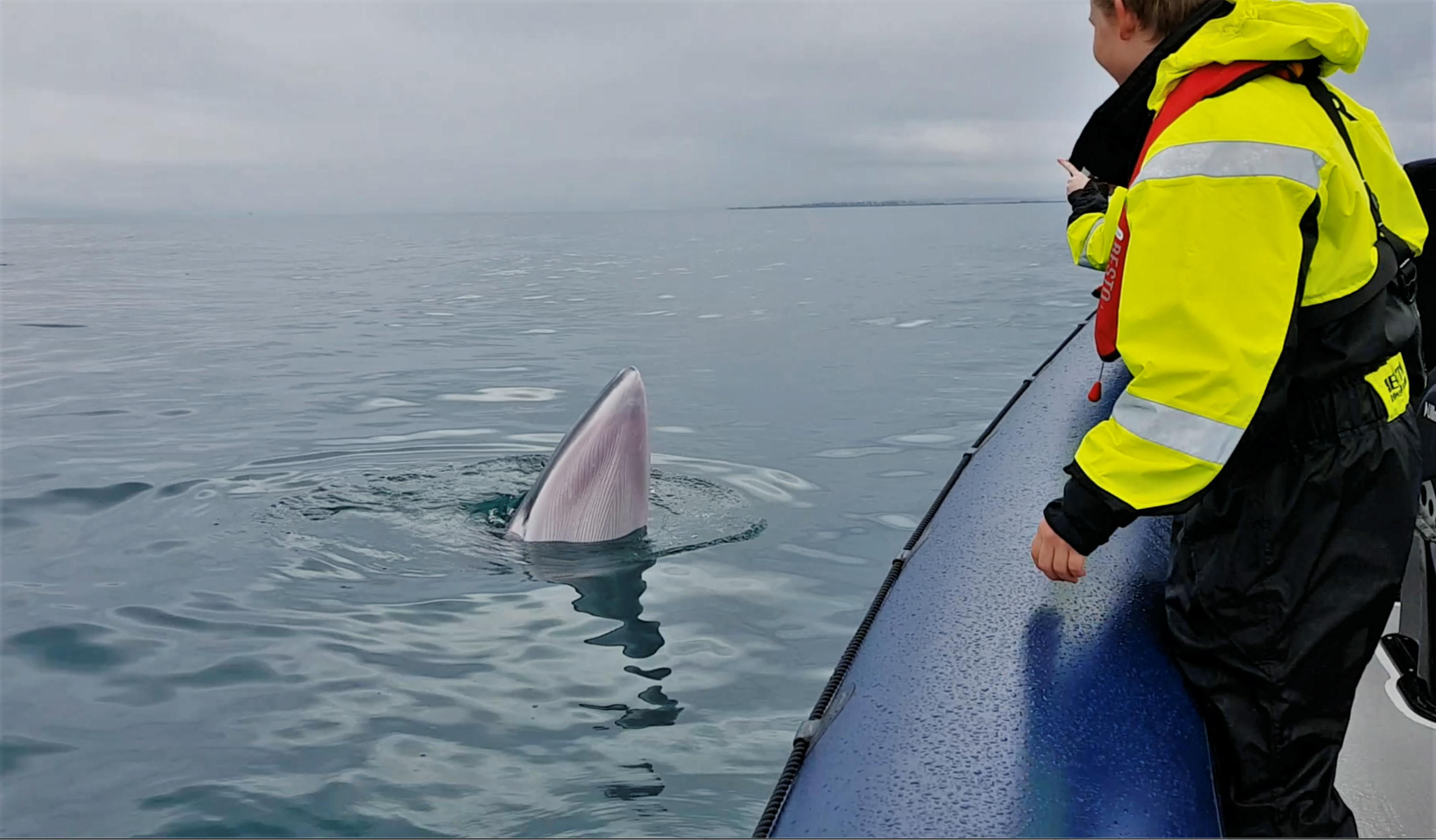 RIB Express whale watching tour from Reykjavik