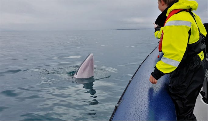 Excursión de avistamiento de ballenas RIB Express desde Reykjavik