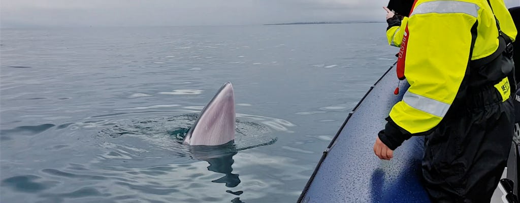 RIB Express walvisspottocht vanuit Reykjavik