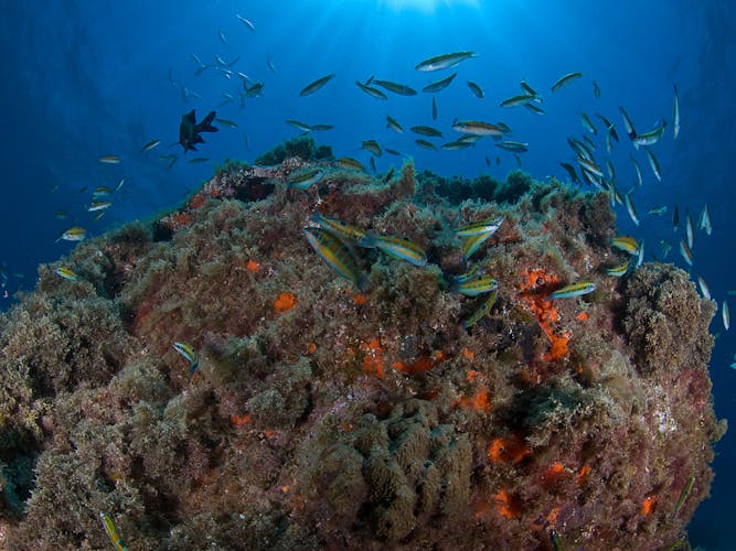 Open Water Course with Native Diving