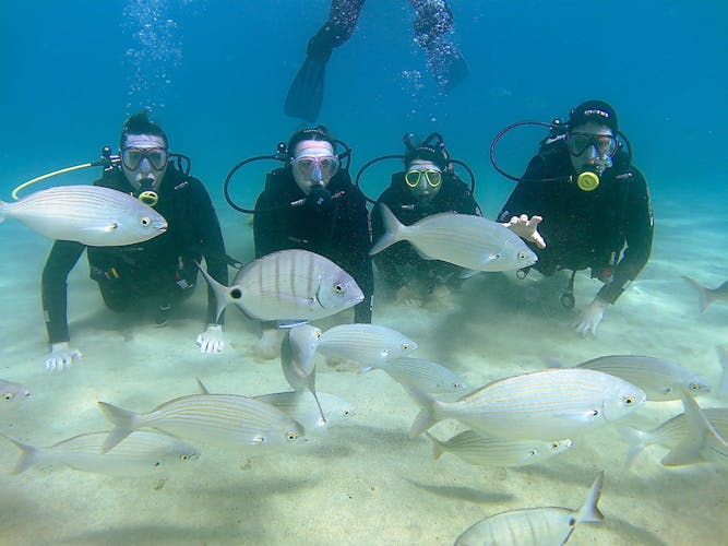 Open Water Course with Native Diving