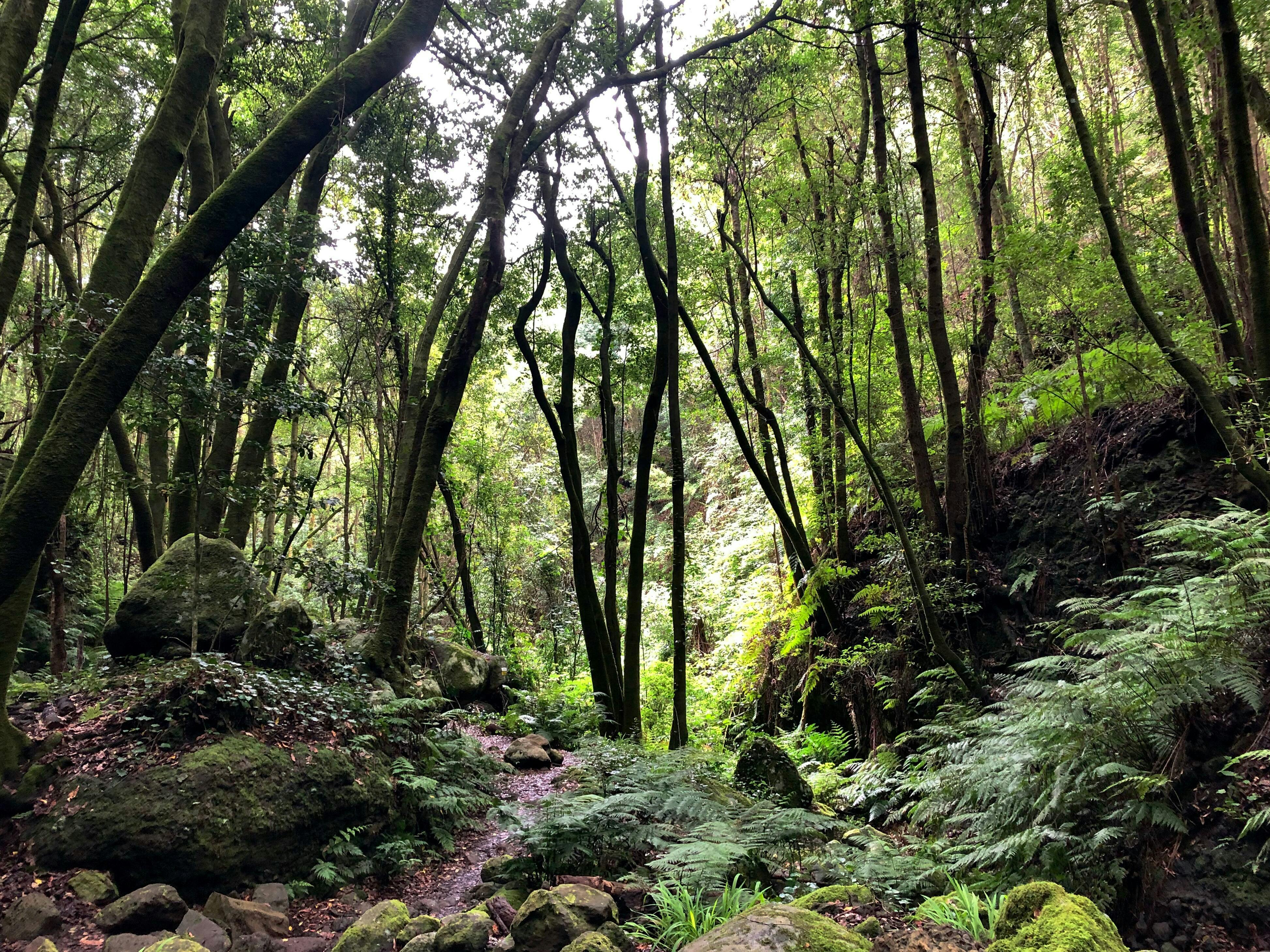 Sendero del Bosque Encantado de La Palma