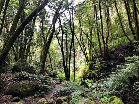 Sentiero della foresta incantata di La Palma