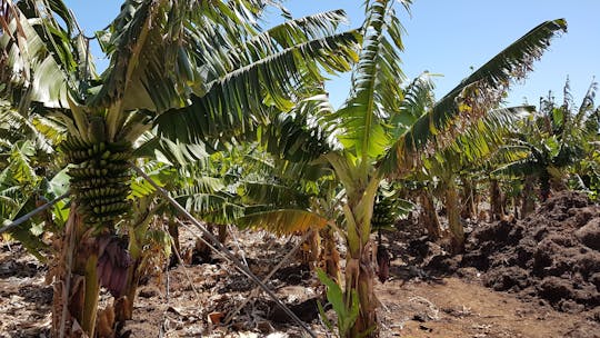 Teno-Teide Ontdekkingstocht