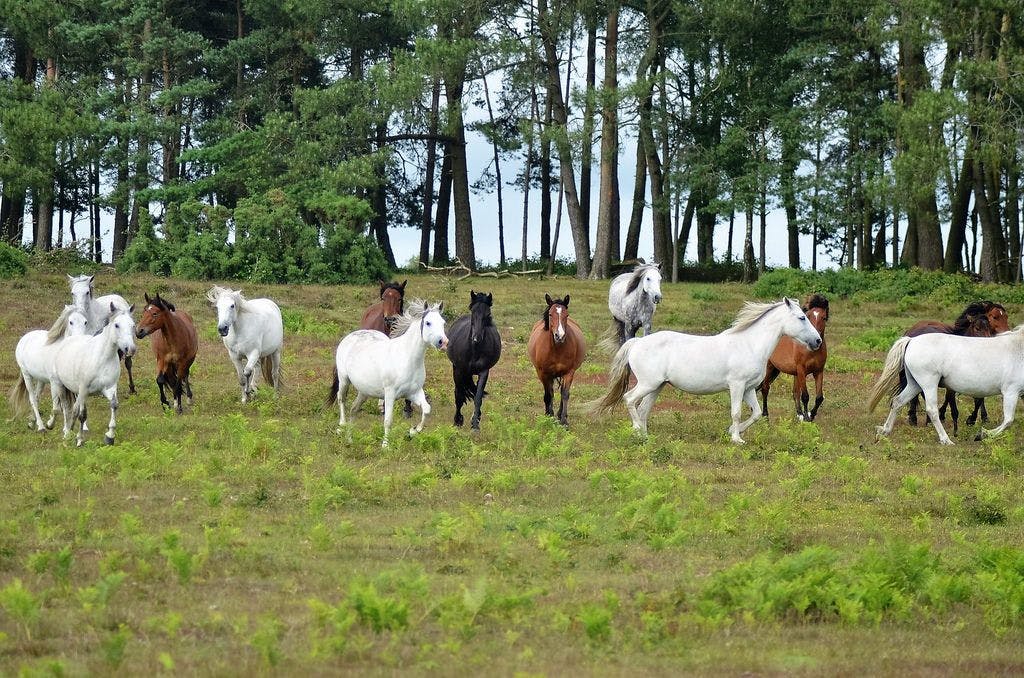 Tour di un giorno a New Forest e Salisbury da Southampton