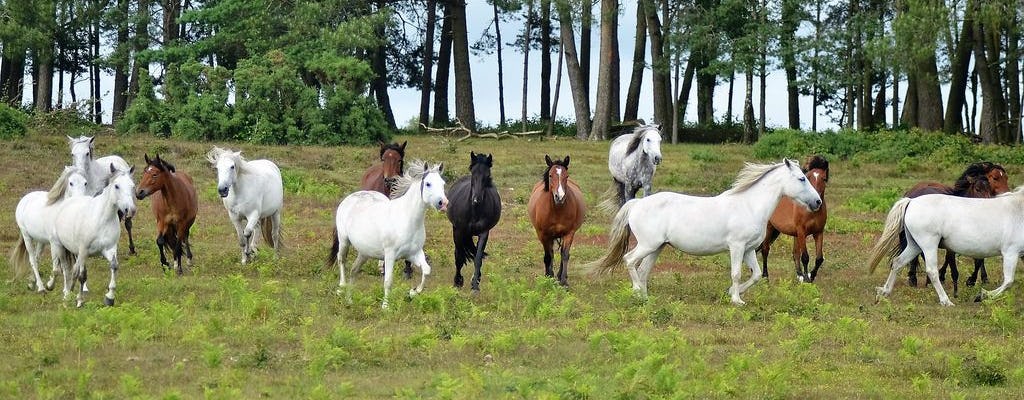 Tour di un giorno a New Forest e Salisbury da Southampton