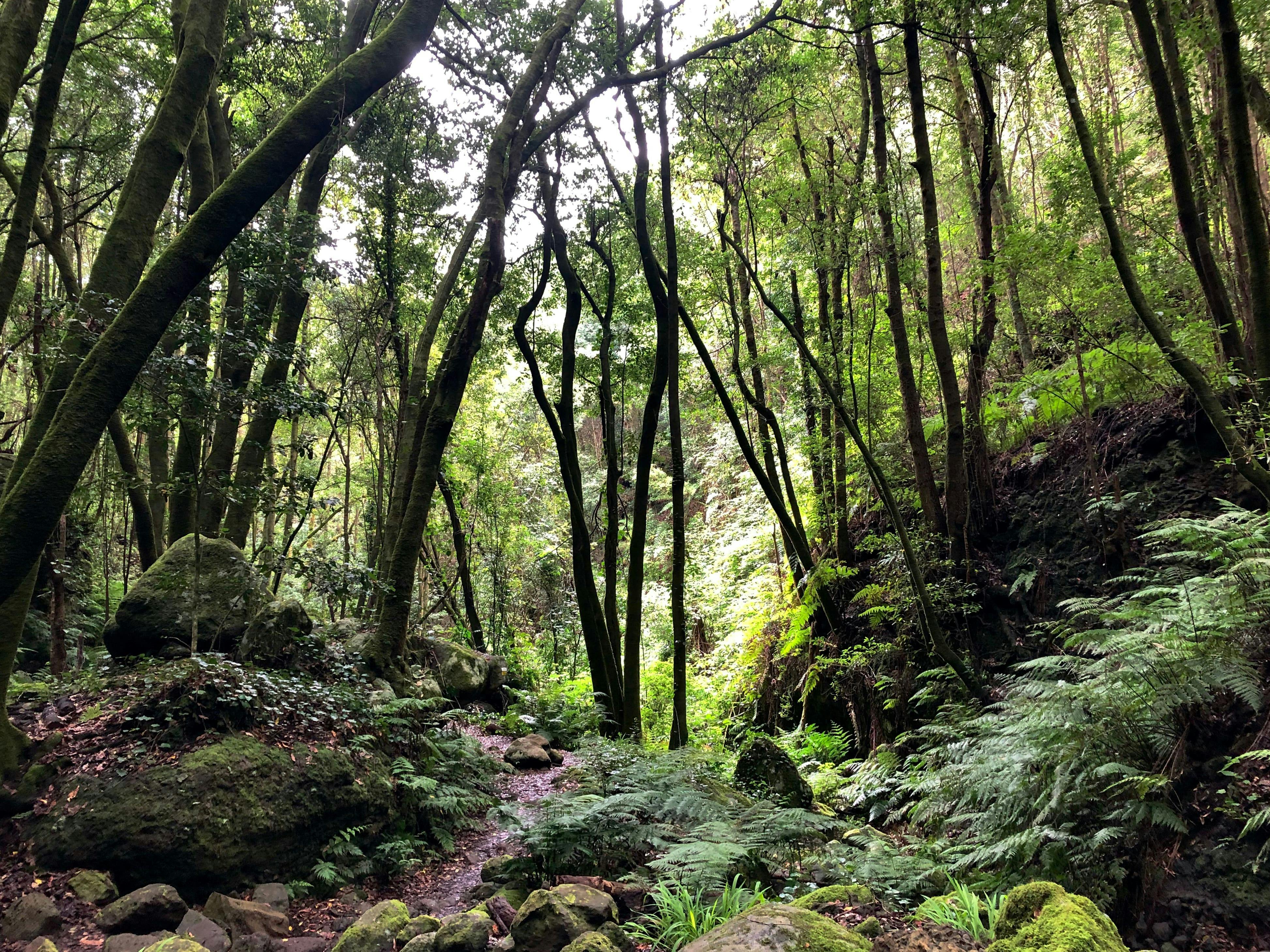 La Palma Betoverd Bos Wandeling