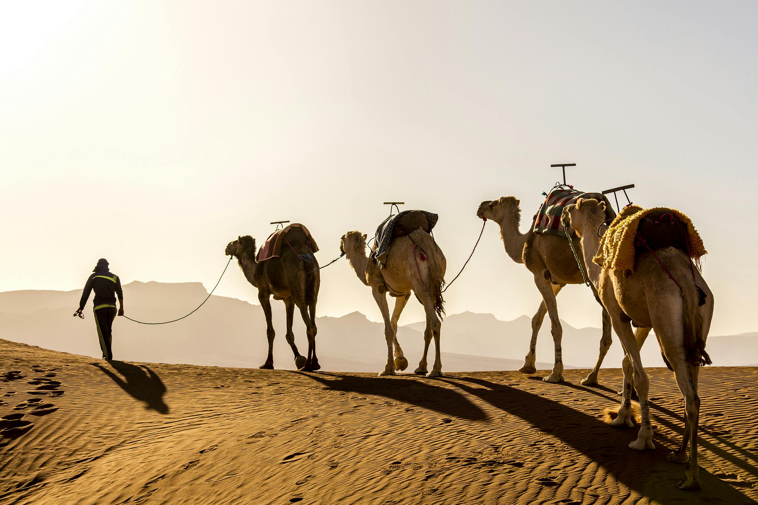 Desert Camel Safari at Agafay Musement