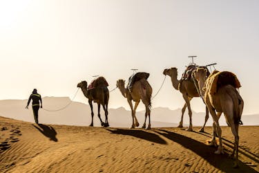 Пустыня сафари на верблюдах местности агафей