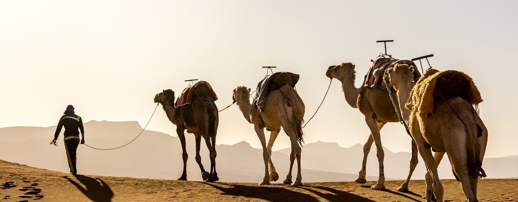 Safari à dos de chameau dans le désert à Agafay