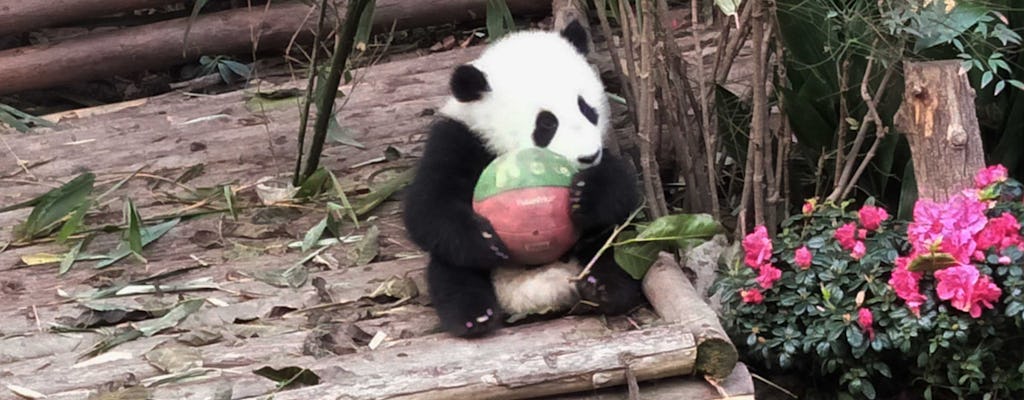 Excursão de um dia inteiro em Pequim ao Palácio de Verão, Zoológico de Pequim, Lamaseria Yonghe e Hutong