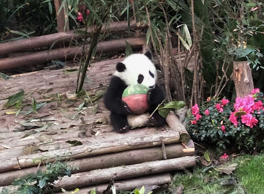 Tour de día completo en Beijing por el Palacio de Verano, el Zoológico de Beijing, la Lamasería de Yonghe y Hutong