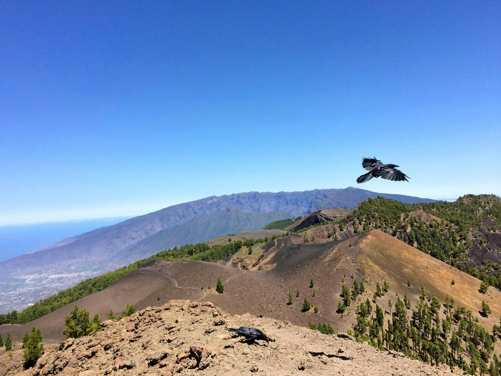 La Palma Volcano Route Hike with Transfer