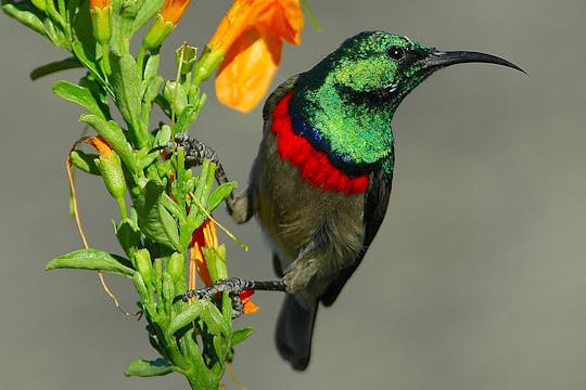 Natuurpad Udawattakele Forest Reserve met vogels kijken vanuit Kandy