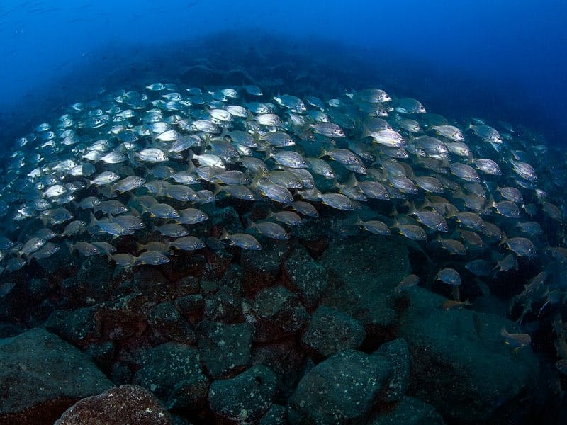 Le cours Open Water avec Native Diving