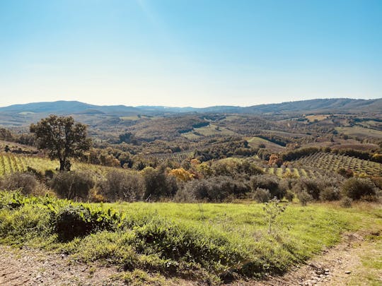 Degustación de vinos orgánicos, paseo por los viñedos y visita a la bodega en Fattoria La Maliosa