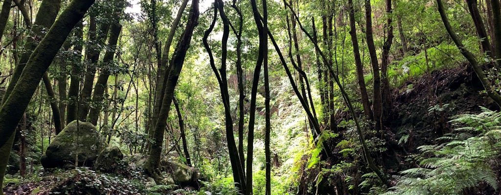 Randonnée pédestre à la Plama : Le sentier de la forêt Enchantée