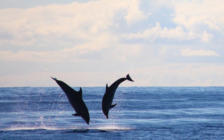 Whale and dolphin watching private tour