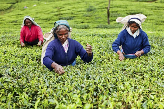 Sri Lanka Yoga-Sitzung, Teepflücken und Neun-Bogen-Brücken-Tour von Ella