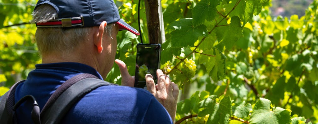 Tour di degustazione del vino di Madeira ed esperienza Skywalk