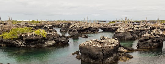 Tintoreras Bay boat tour from Isabela Island