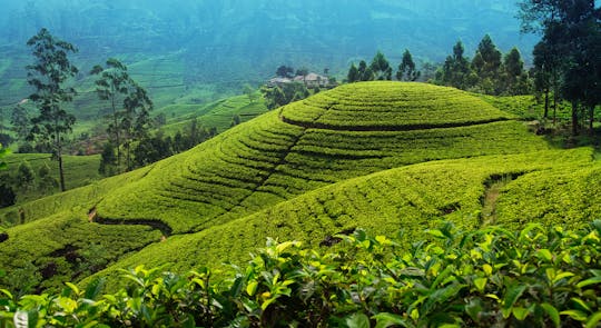 Tour di 2 giorni di Nuwara Eliya e Horton Plains National Park