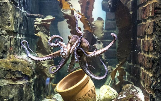 SEA LIFE Königswinter-Tickets