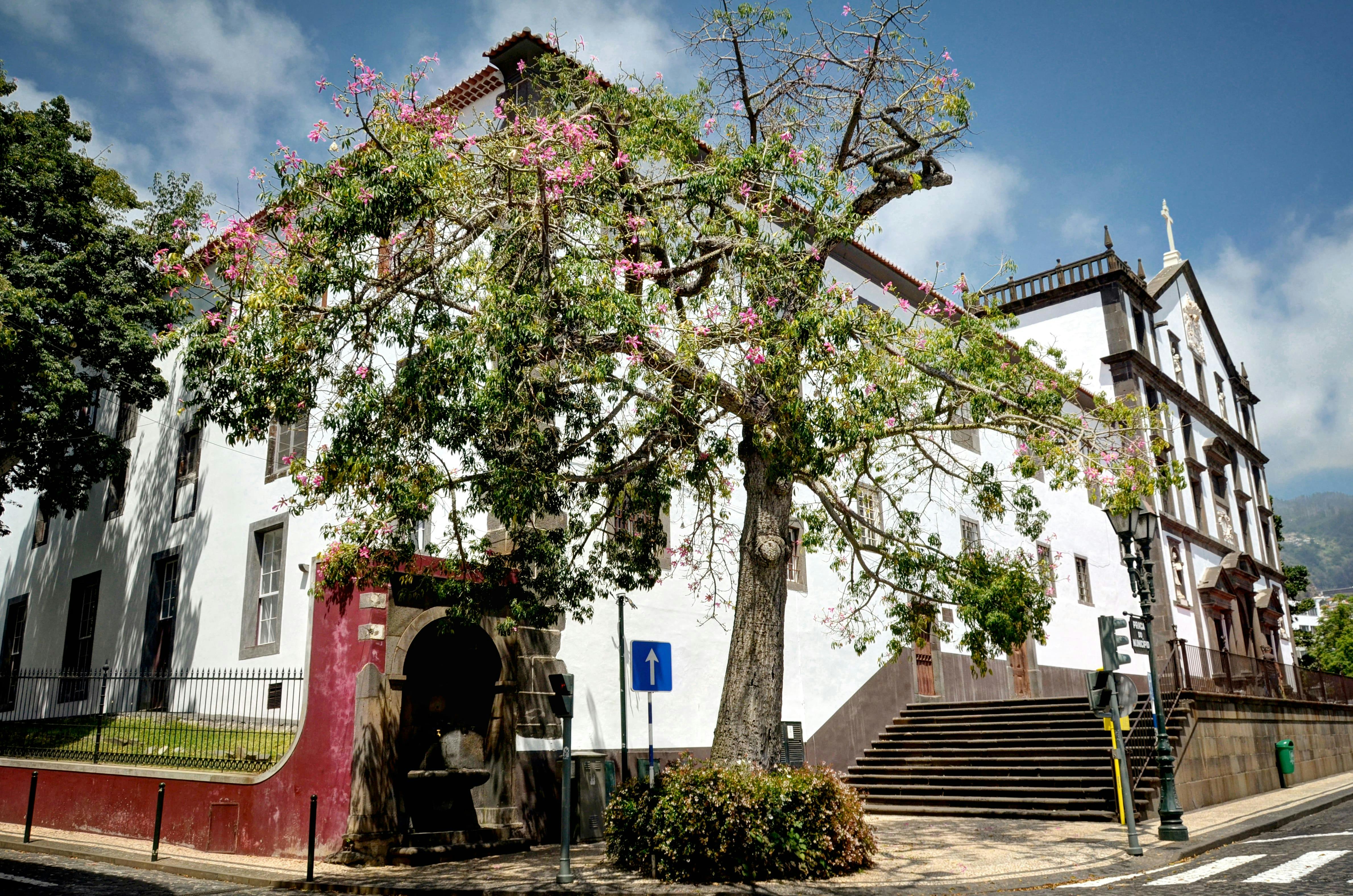 Funchal City Tukxi Tour