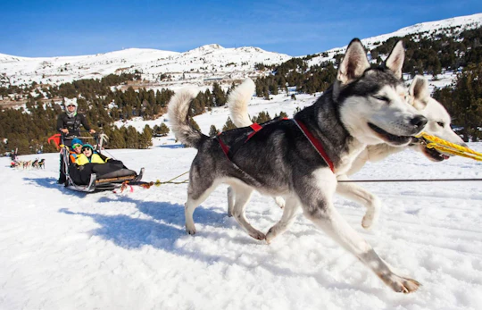 El Tarter area husky sleigh ride experience