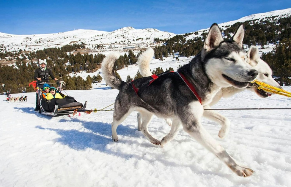 El Tarter Area Husky Sleigh Ride Experience | musement