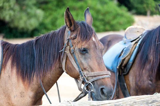 Horse riding in L'Aldosa