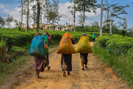 Dhambana tribal village tour from Kandy