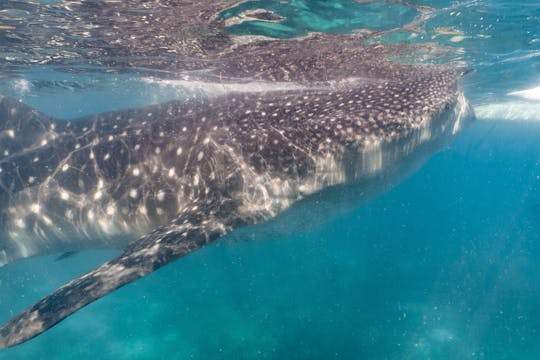 Morning shark watching cruise from Adaaran Club Rannalhi