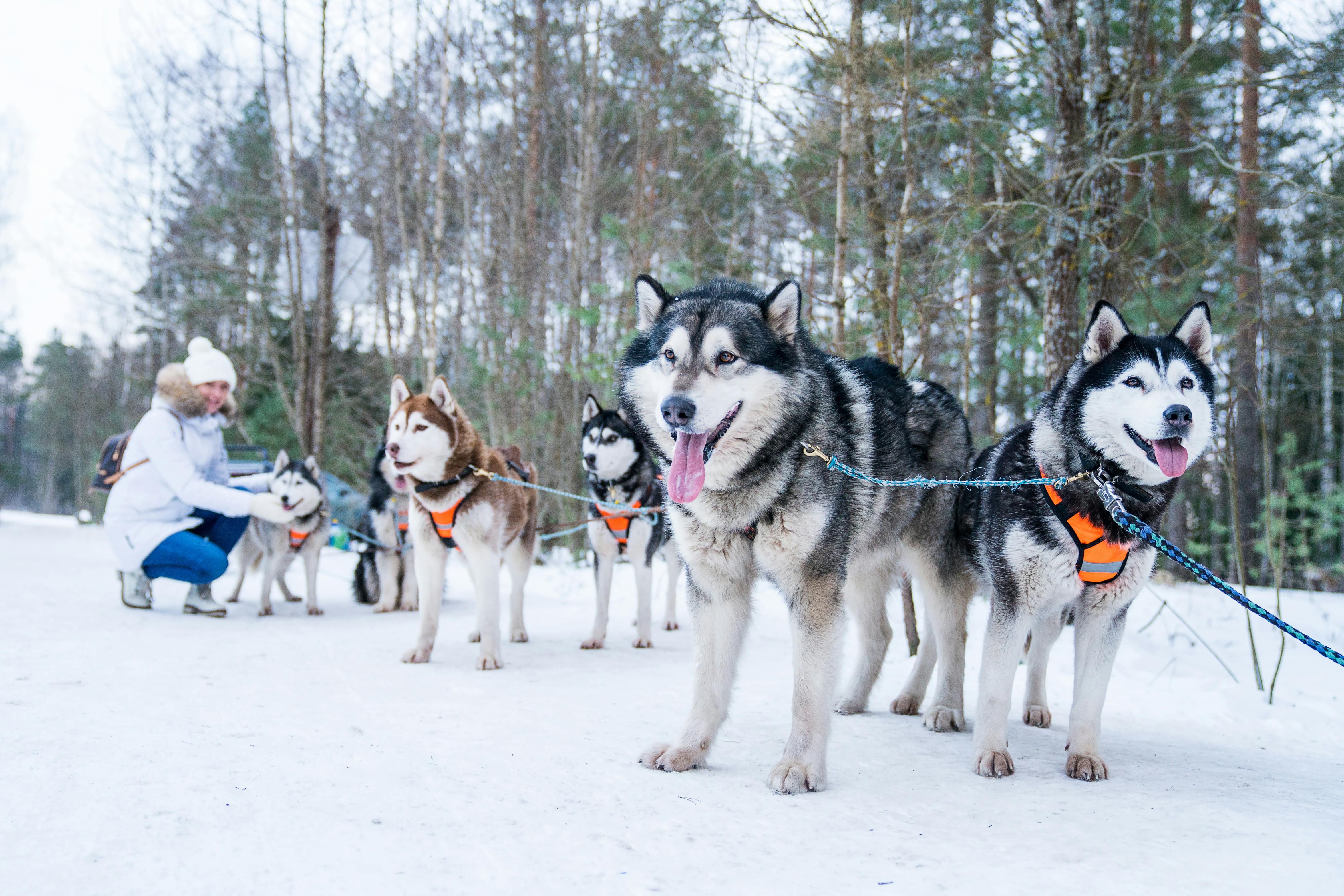 Husky Safari Finland